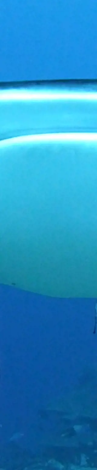 Im Paradies für Grossfisch-Liebhaber tauchen